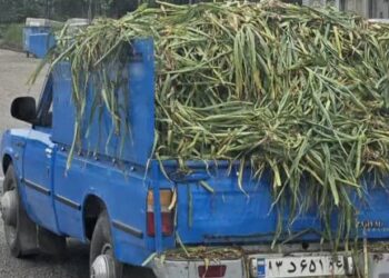 هشدار به سردخانه داران؛ ۶ متخلف محیط زیستی در تالش و آستارا به دادگاه معرفی شدند