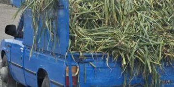 هشدار به سردخانه داران؛ ۶ متخلف محیط زیستی در تالش و آستارا به دادگاه معرفی شدند