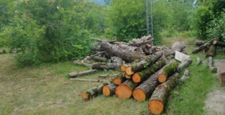 کشف چوب آلات جنگلی قاچاق در منطقه حفاظت شده لیسار