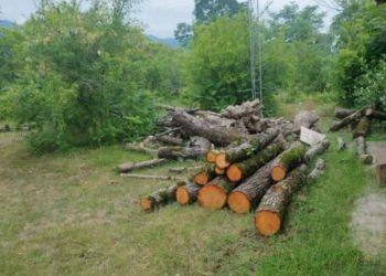 کشف چوب آلات جنگلی قاچاق در منطقه حفاظت شده لیسار