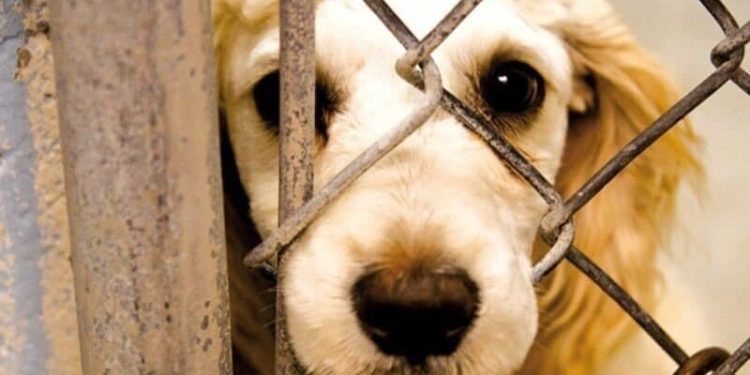 دو متهم حیوان‌آزاری در تالش به حبس تعزیری محکوم شدند
