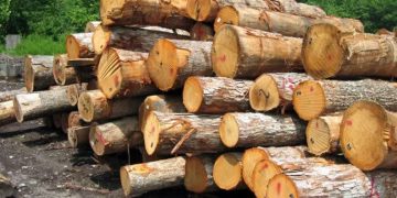 کشف محموله ۲۲ تنی چوب قاچاق در تالش