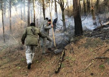 مهار کامل آتش‌سوزی در جنگل‌های کاج حاشیه منطقه حفاظت‌شده لیسار
