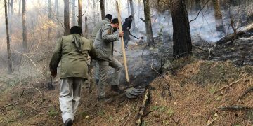 مهار کامل آتش‌سوزی در جنگل‌های کاج حاشیه منطقه حفاظت‌شده لیسار