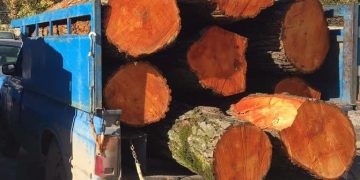 چوب‌های قاچاق به مقصد نرسید