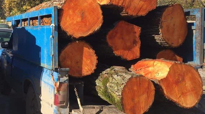 چوب‌های قاچاق به مقصد نرسید