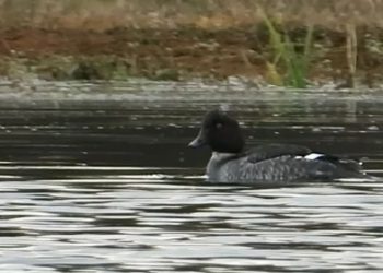 مشاهده پرنده نادر «اردک چشم طلایی» در تالاب جوکندان تالش