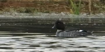 مشاهده پرنده نادر «اردک چشم طلایی» در تالاب جوکندان تالش