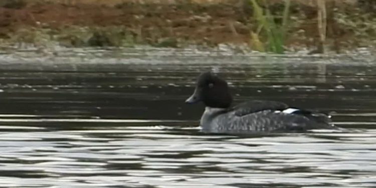 مشاهده پرنده نادر «اردک چشم طلایی» در تالاب جوکندان تالش