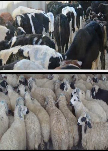 کشف احشام و طیور فاقد مجوز در شهرستان تالش به ارزش بیش از ۳۰ میلیارد ریال