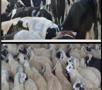 کشف احشام و طیور فاقد مجوز در شهرستان تالش به ارزش بیش از ۳۰ میلیارد ریال