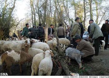 مسیر تجاری‌سازی نژاد بومی گیلان هموار شد؛ طرح تحقیقاتی برای افزایش بهره‌وری اقتصادی گوسفند تالشی  ‌