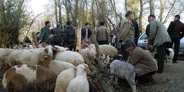 مسیر تجاری‌سازی نژاد بومی گیلان هموار شد؛ طرح تحقیقاتی برای افزایش بهره‌وری اقتصادی گوسفند تالشی  ‌