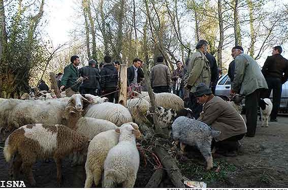 مسیر تجاری‌سازی نژاد بومی گیلان هموار شد؛ طرح تحقیقاتی برای افزایش بهره‌وری اقتصادی گوسفند تالشی  ‌