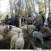 مسیر تجاری‌سازی نژاد بومی گیلان هموار شد؛ طرح تحقیقاتی برای افزایش بهره‌وری اقتصادی گوسفند تالشی  ‌